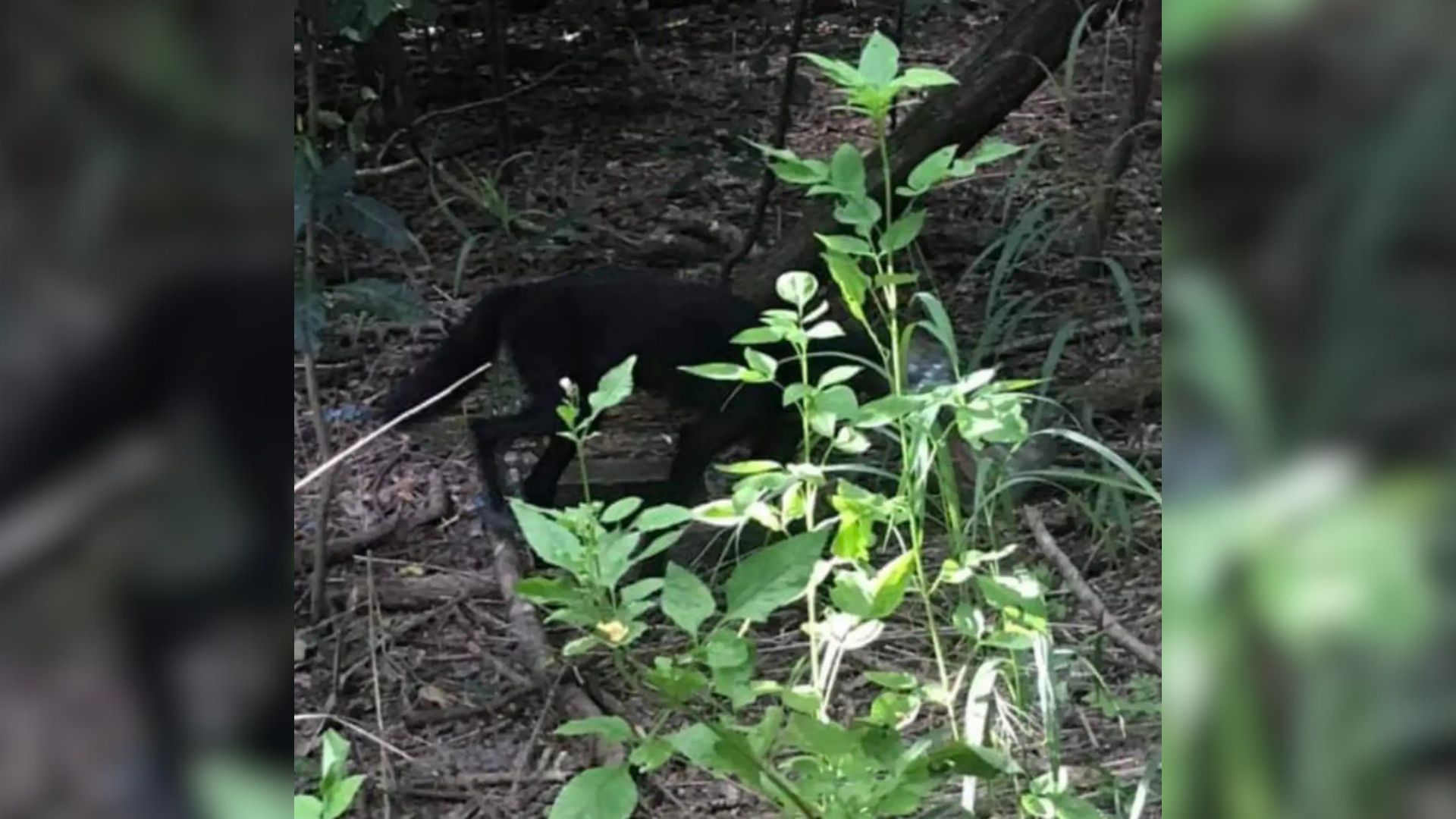animal in garden