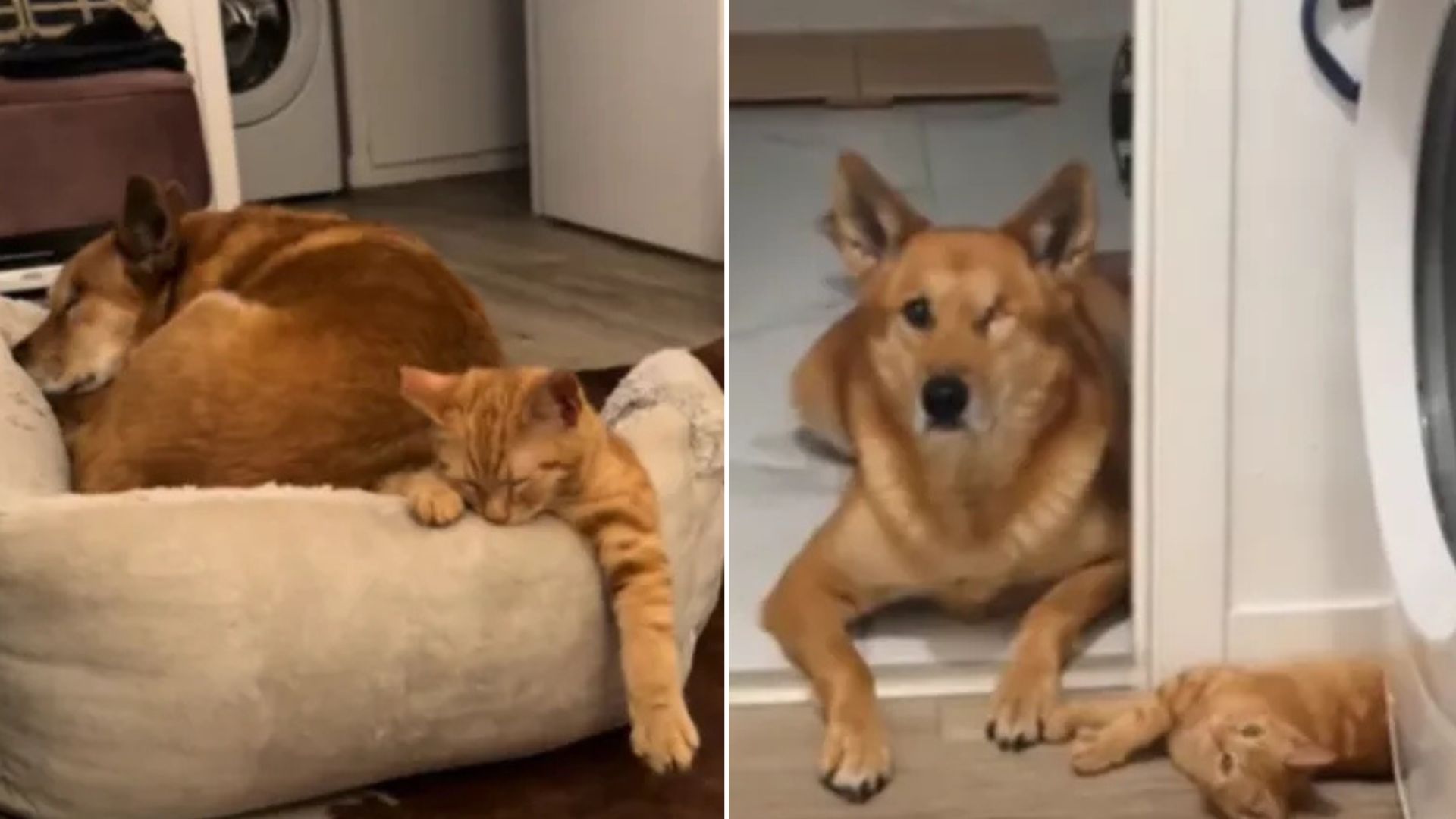 sweet dog
