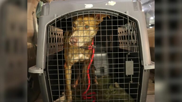 homeless dog