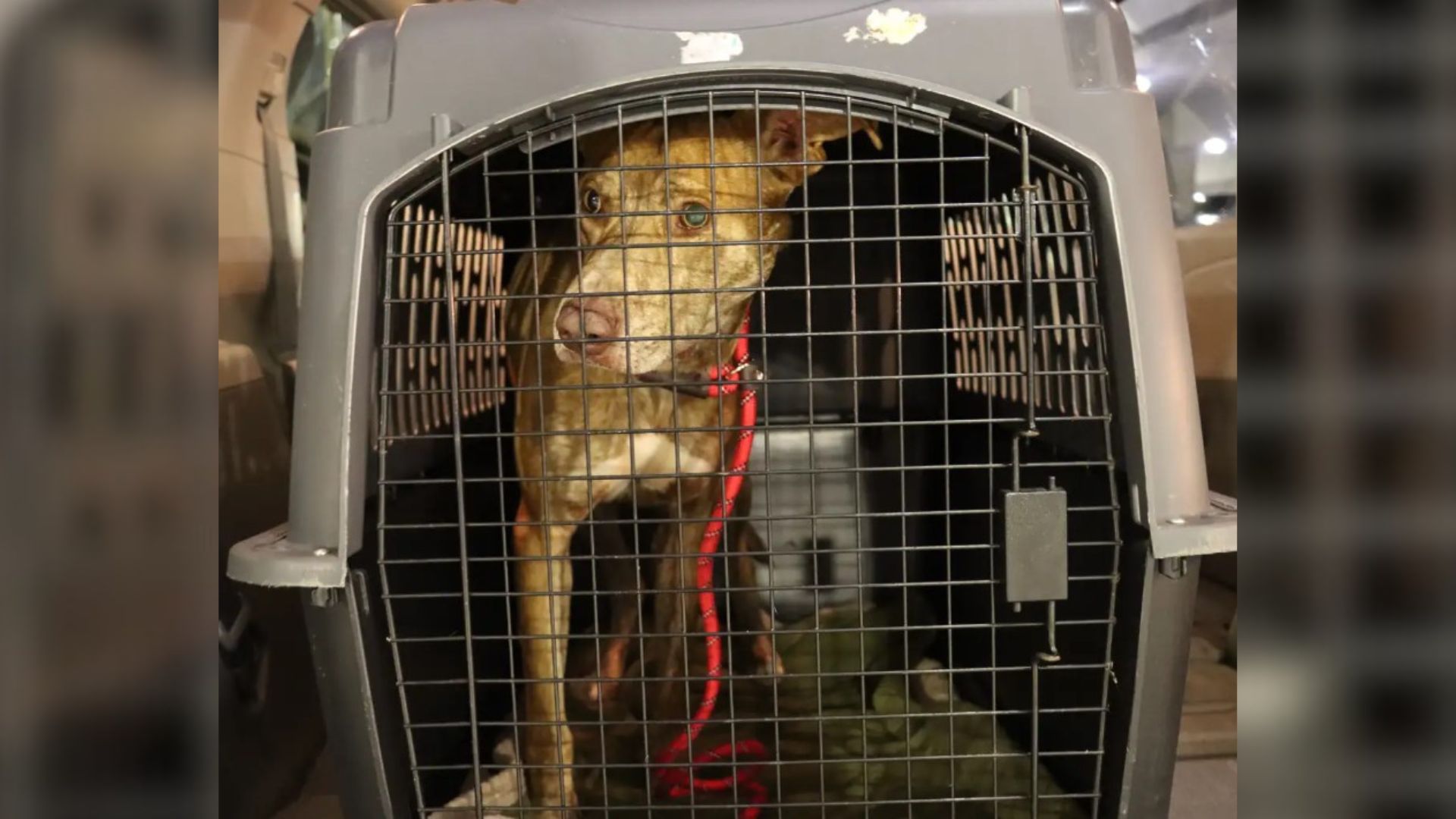 homeless dog