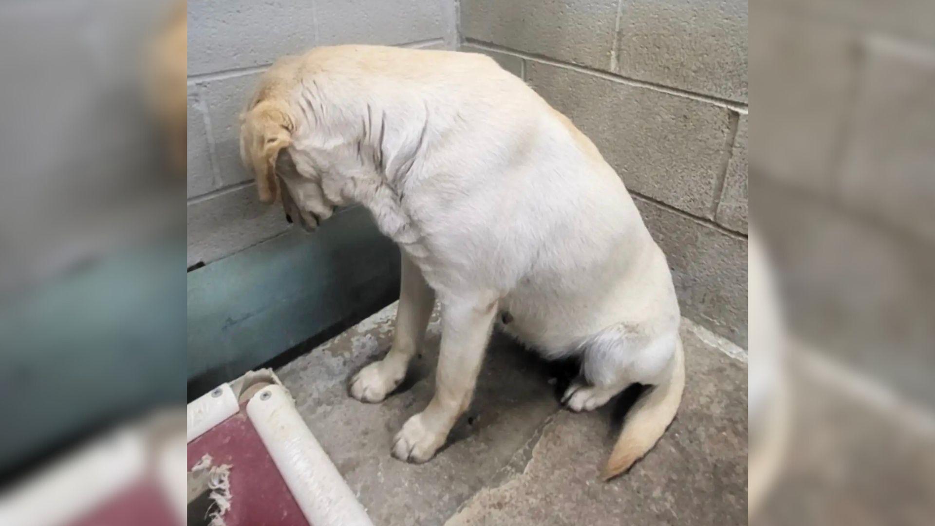 sad dog