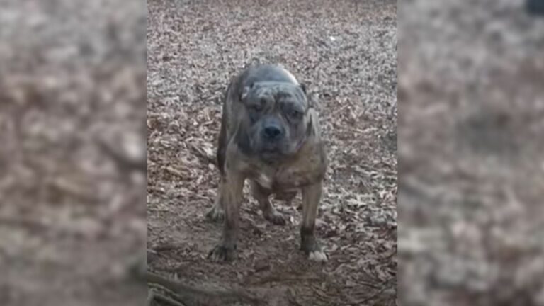pregnant dog