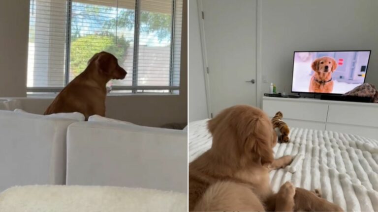 dog in house