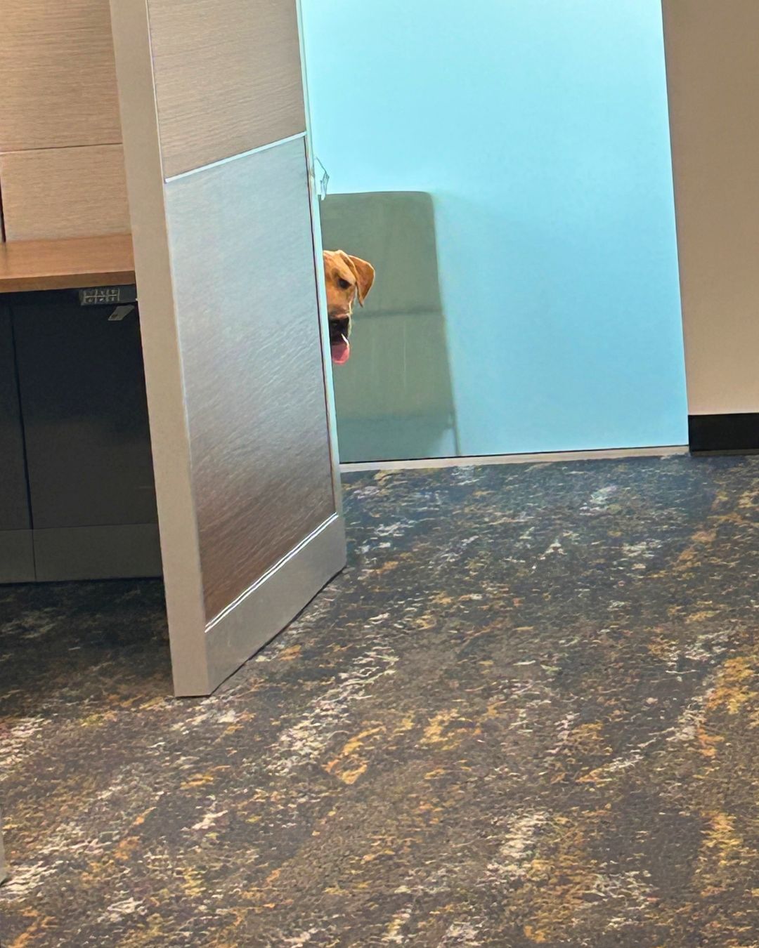 K9 dog