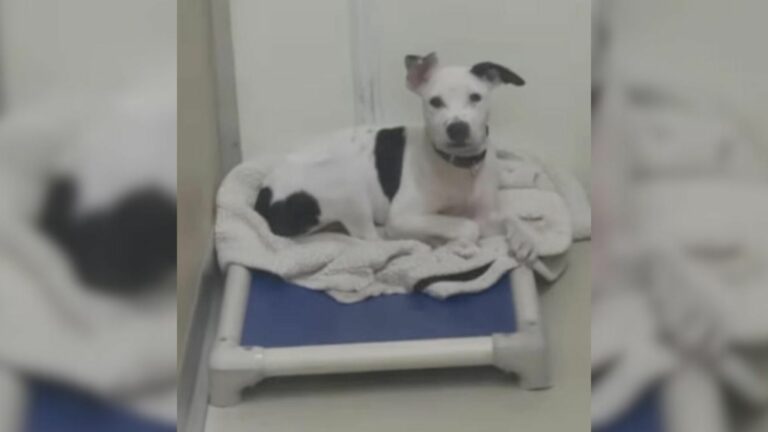 white dog