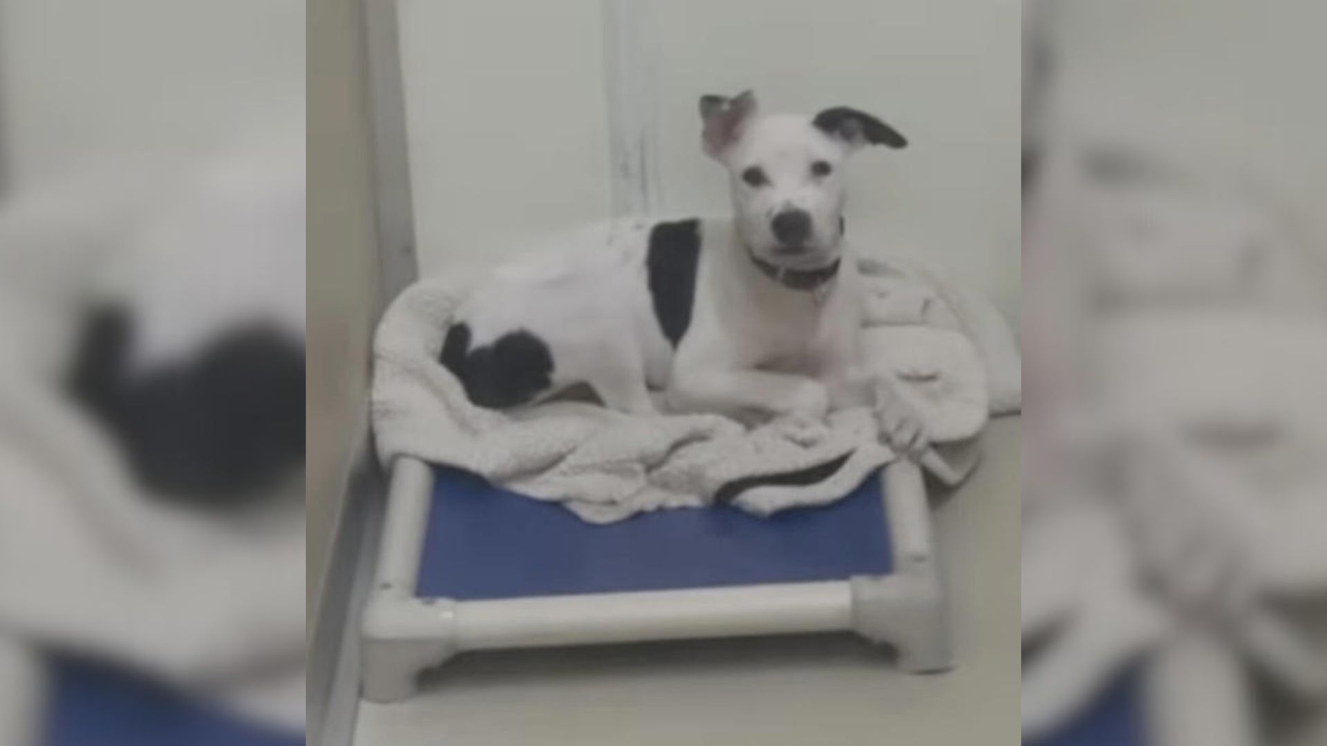white dog