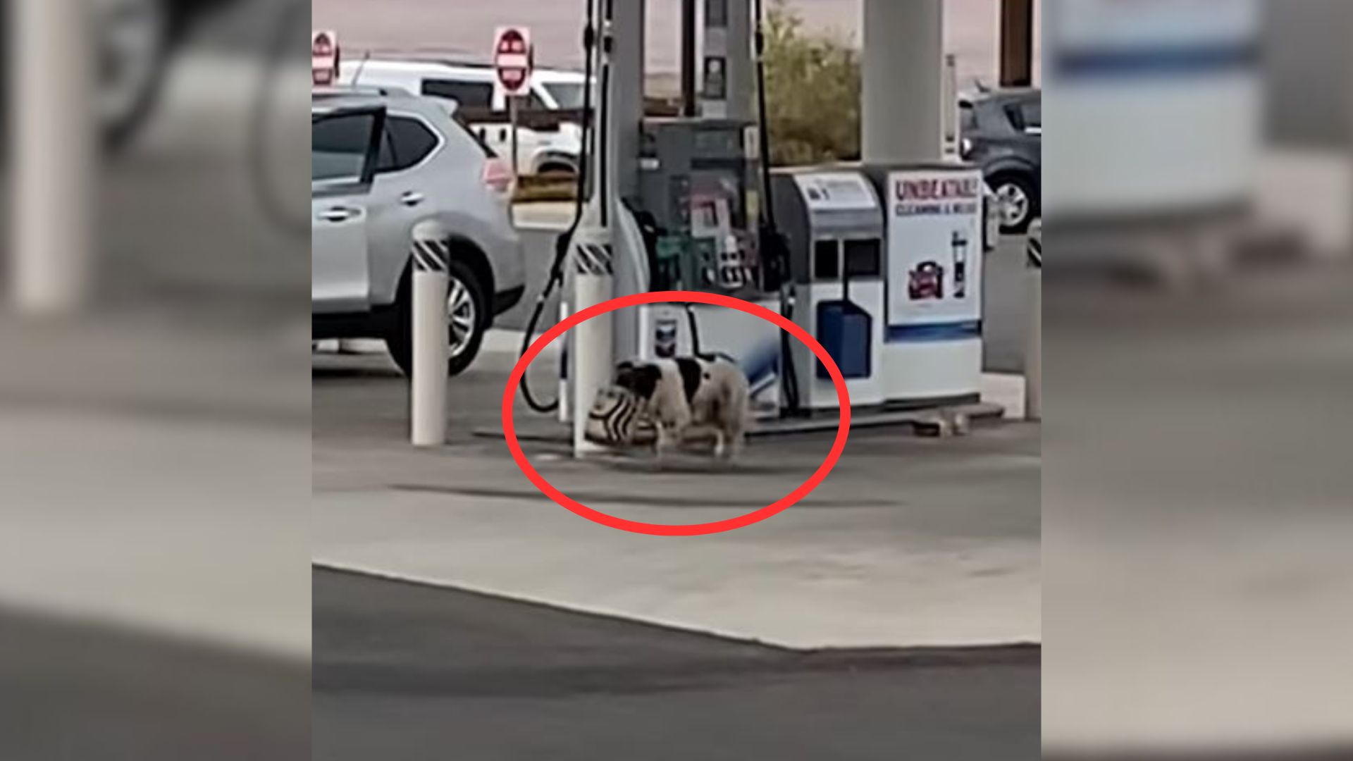Man Heartbroken To See A Starving Stray Dog Stealing From Starbucks And Decides To Help