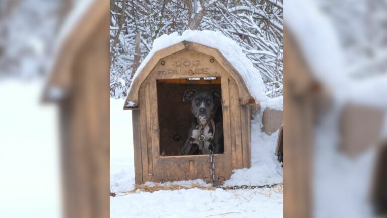 dog in dogs house