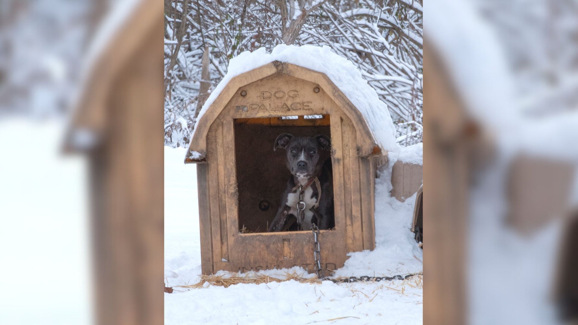 dog in dogs house