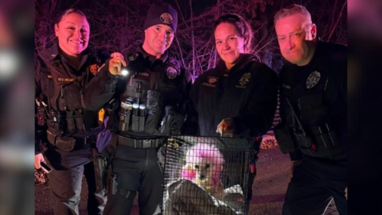 rescue team and dog
