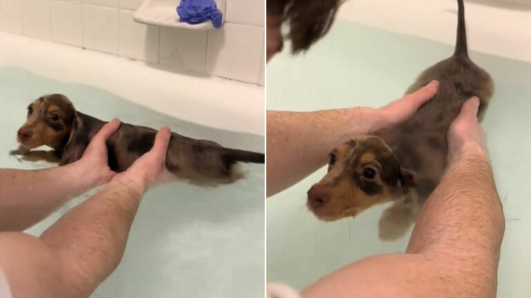 woman bathing a dog