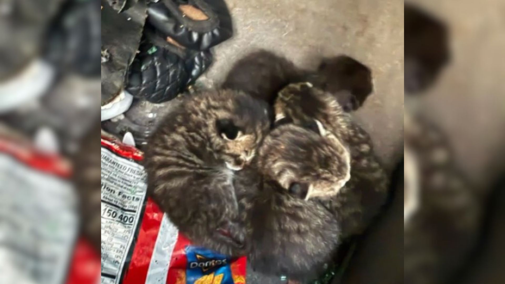 New York Workers Shocked To Find Surprises In The Trunk Of A Wrecked Car They Were About To Demolish