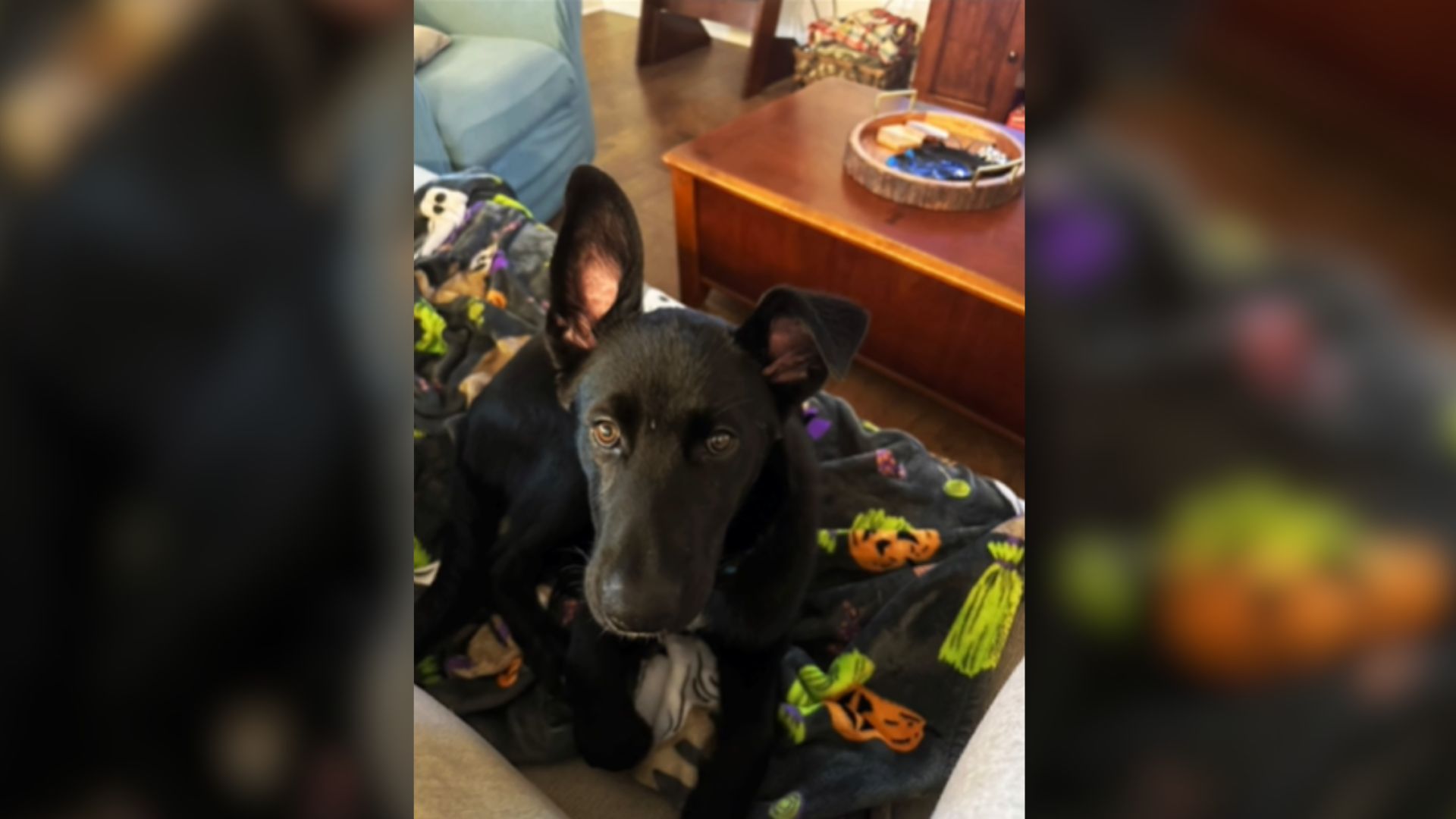 adopted dog
