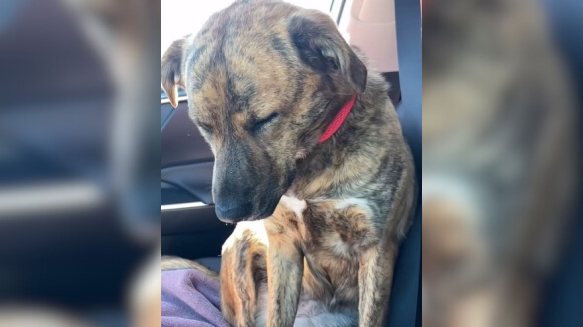 shelter dog