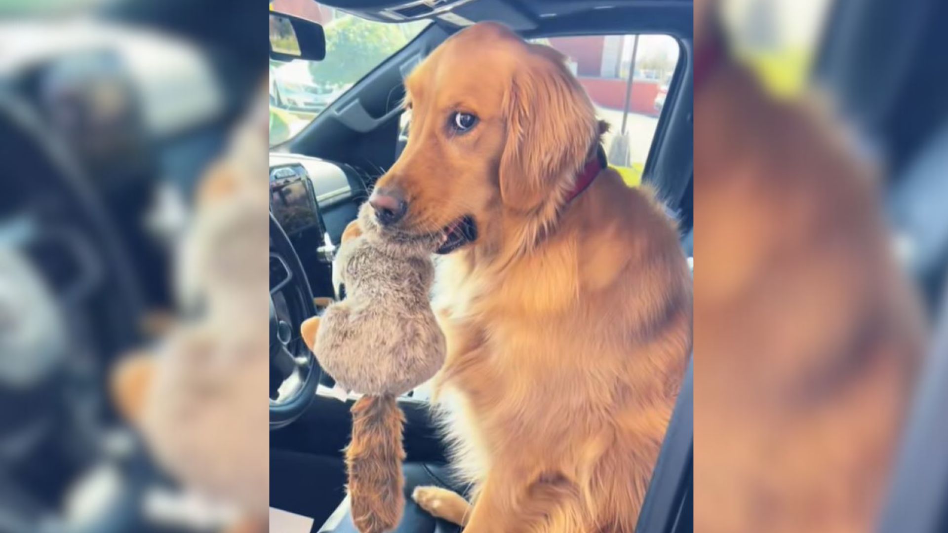 dog in car