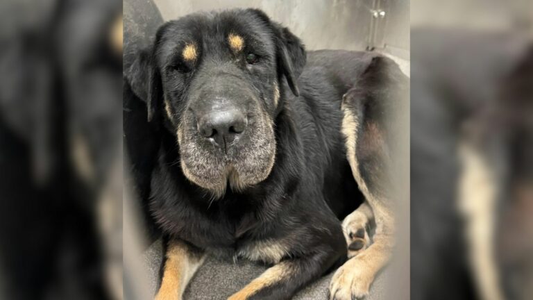 black dog