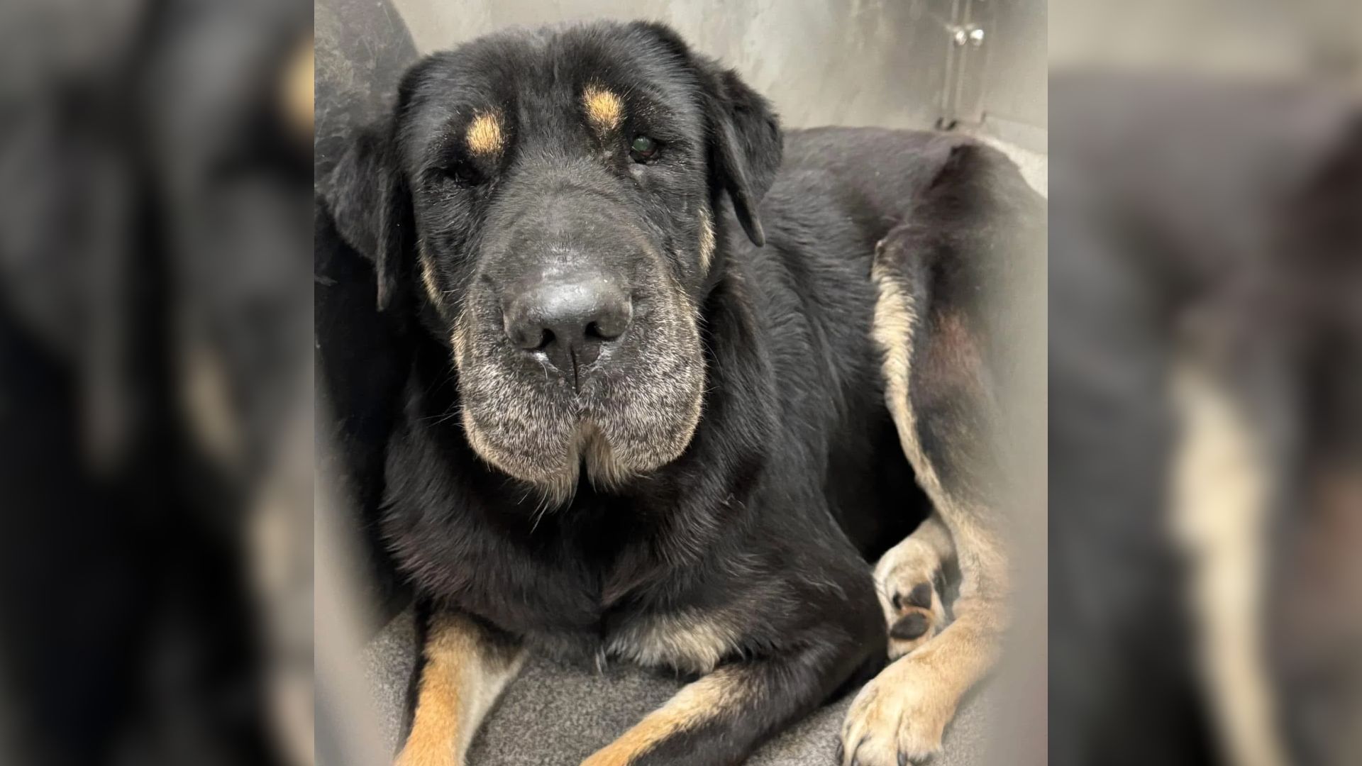 Owner Saves Dog From Euthanasia, Then Discovers Something That Shocks The Whole Internet