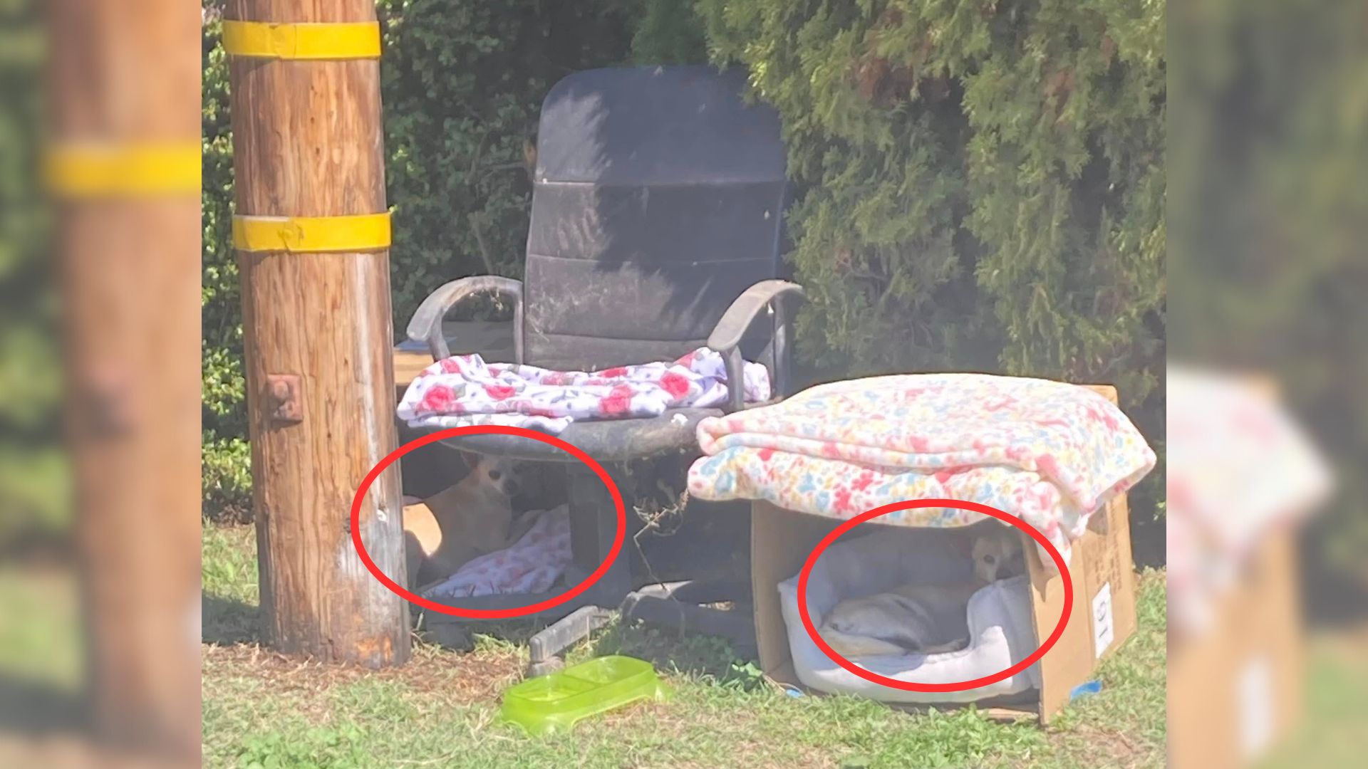 pregnant dog