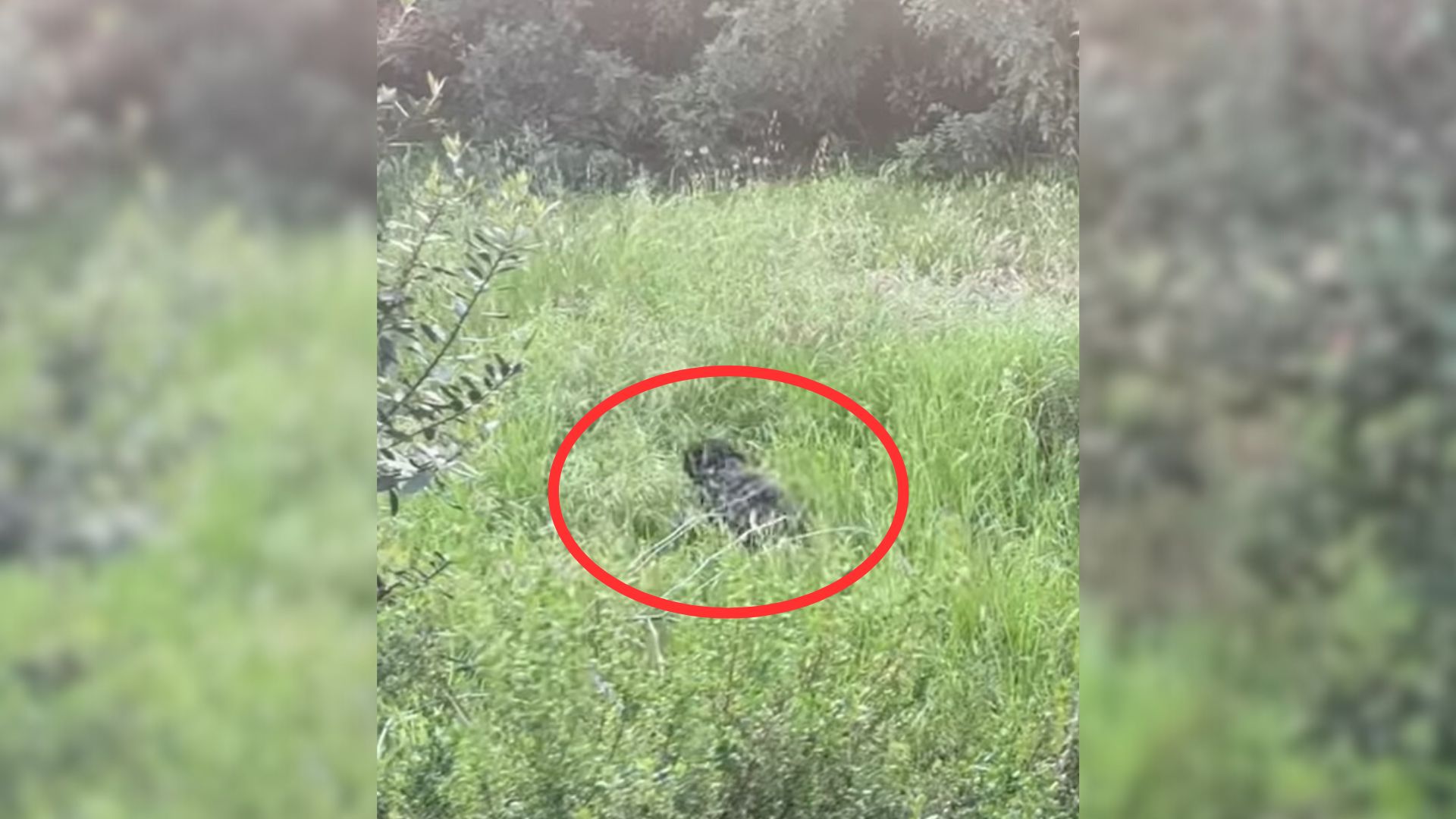 Pup Dumped At Park In California Is Scared Of Her Rescuers, But Then Something Amazing Happens