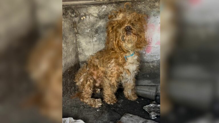 scared pup in a sewer
