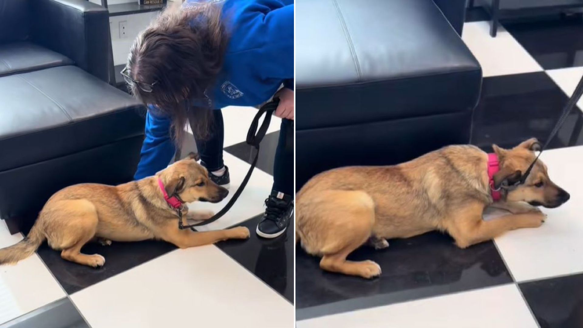 dog in foster home