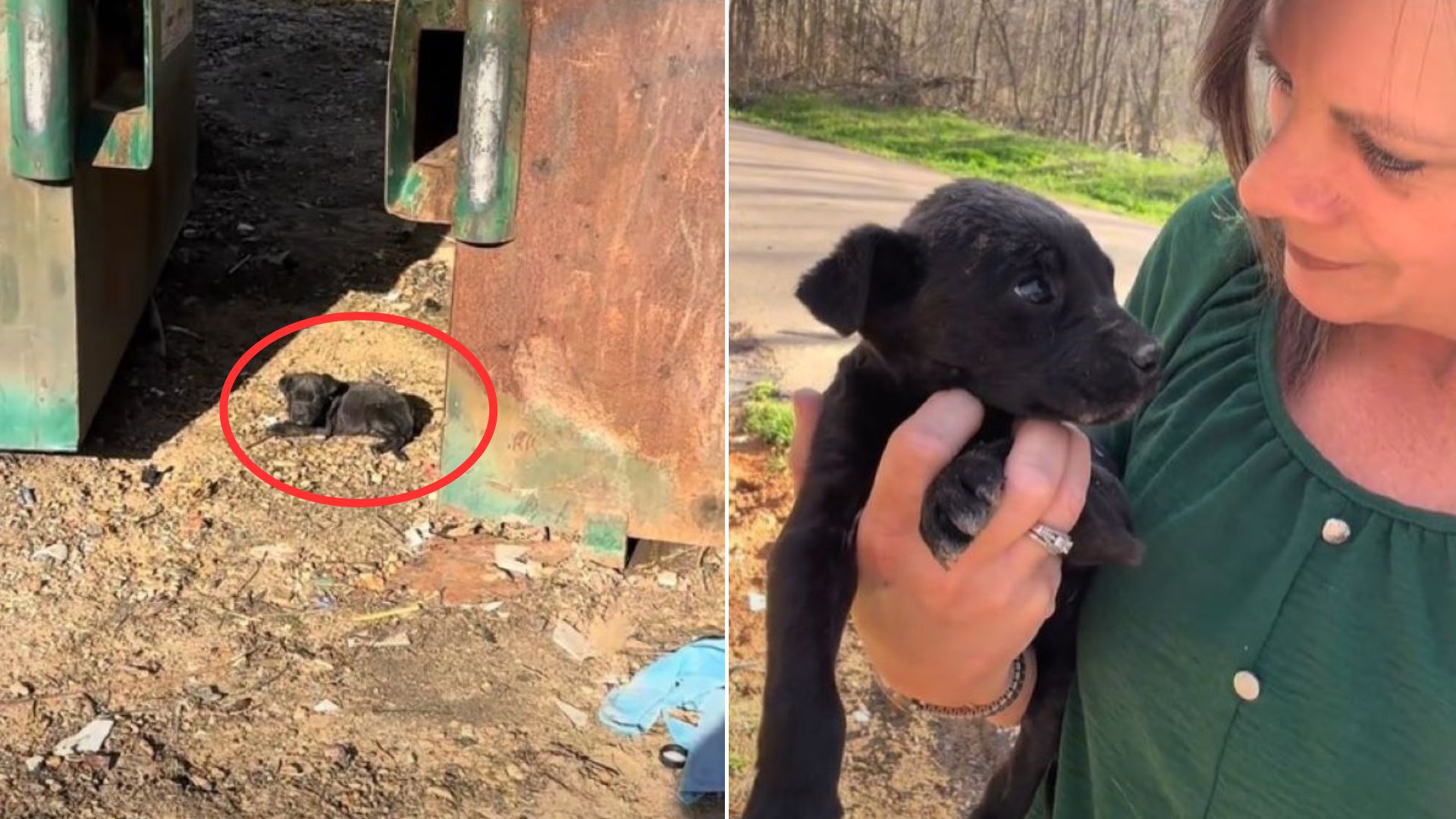 Tiny Helpless Puppy Found Cowering Near Dumpster Leaves Rescuer Shocked