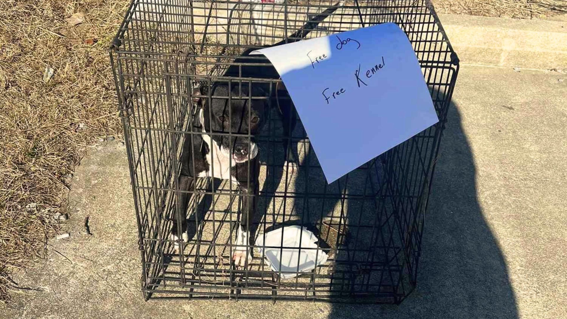 abandoned dog with free sign