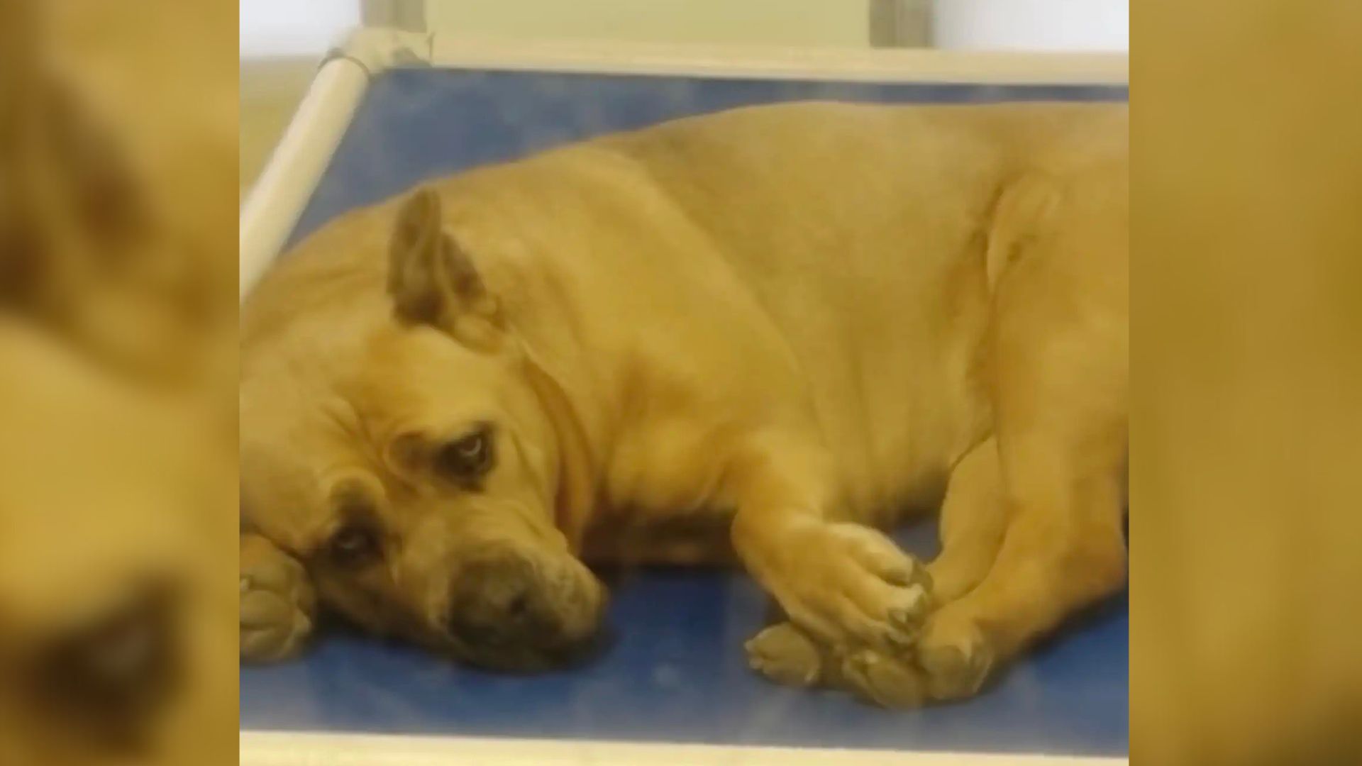 sad dog