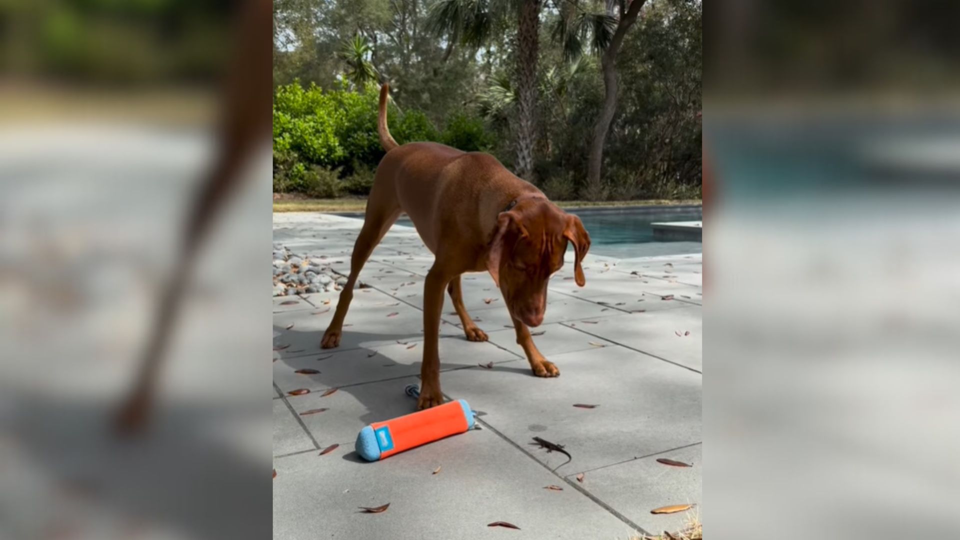 brown dog
