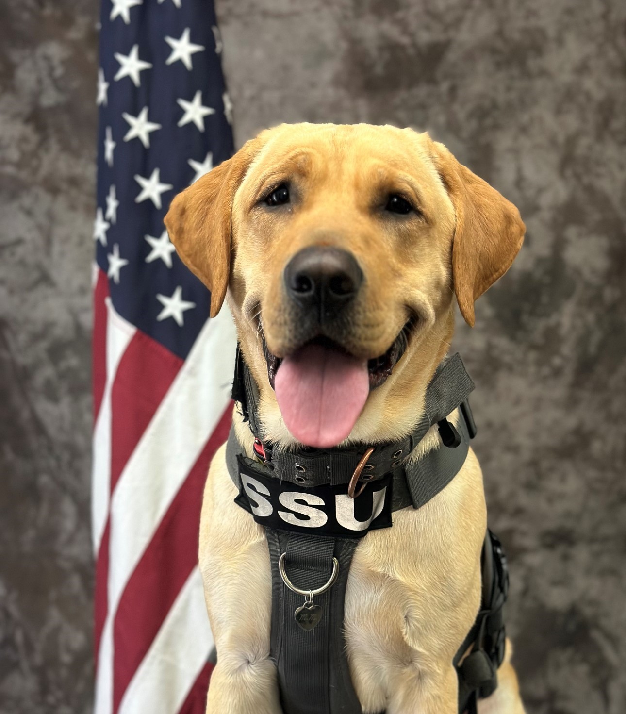 Sweet K9 dog