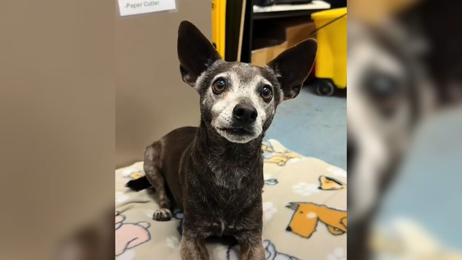 puppy in shelter