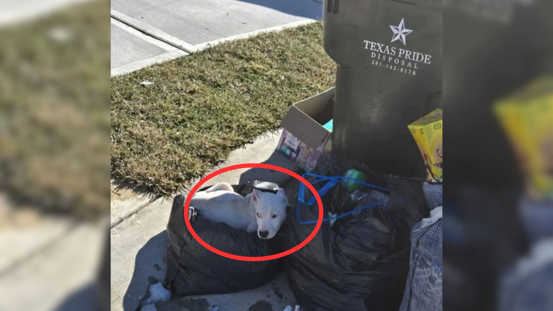 abandoned dog