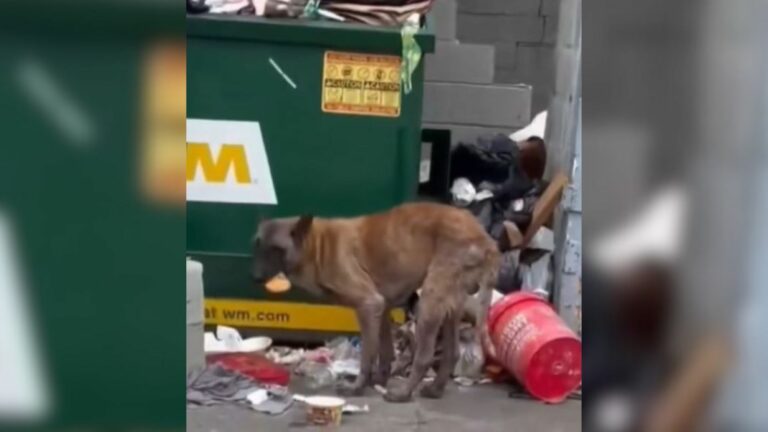 dog and garbage