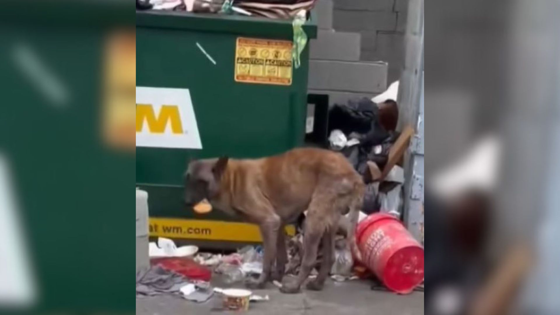 dog and garbage