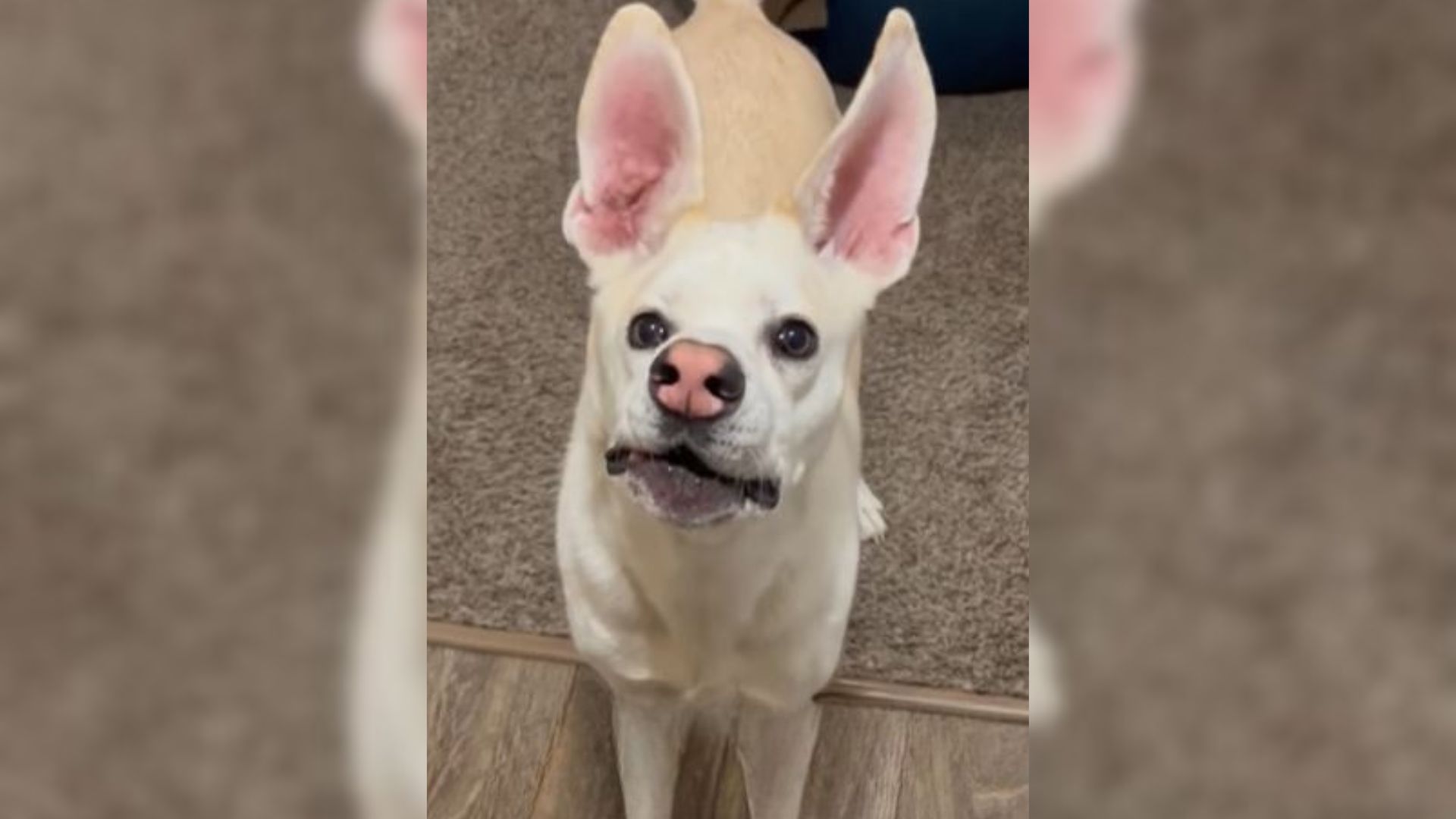 dog with long ears