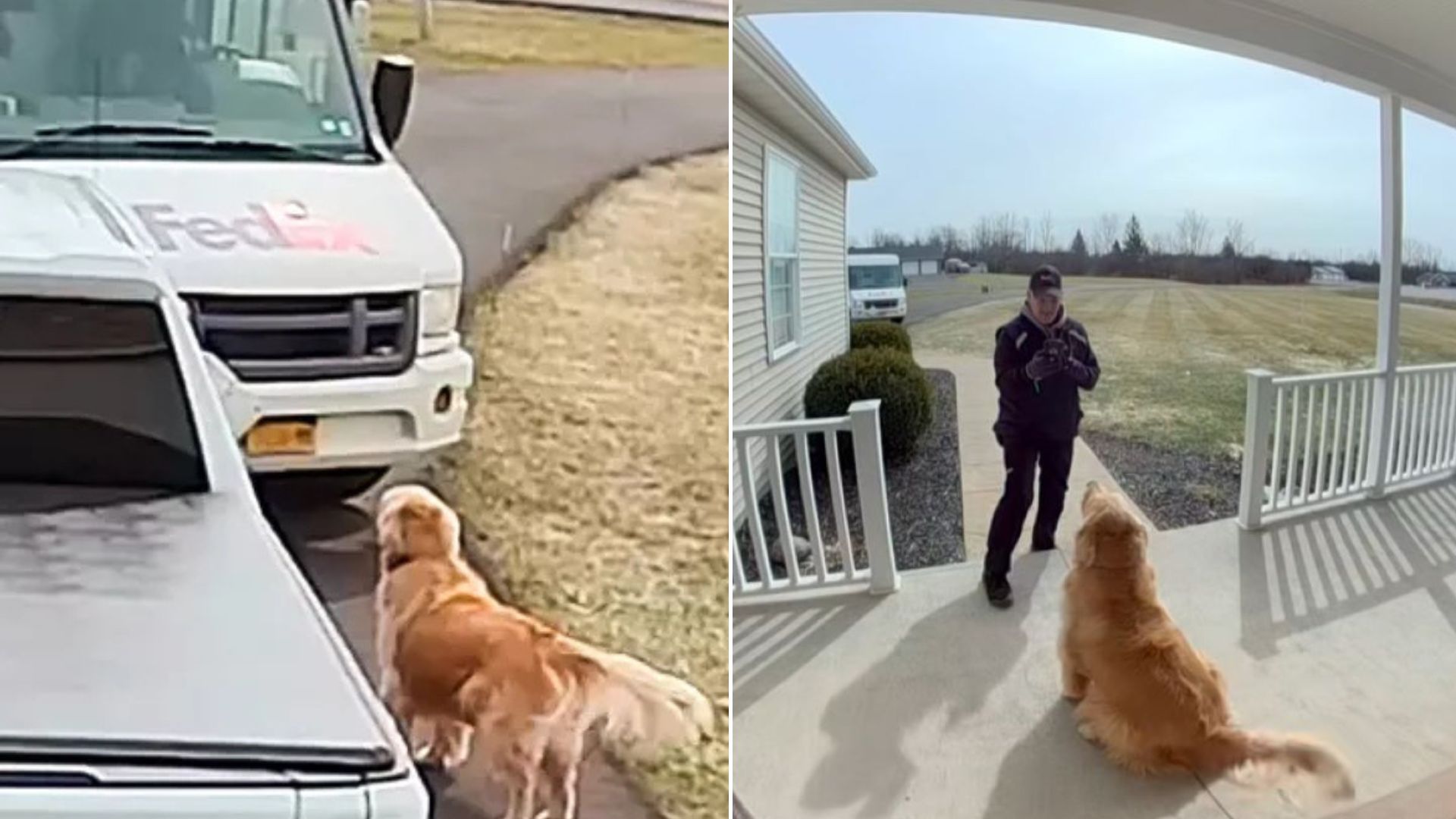 golden retrievers