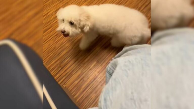 tiny white puppy