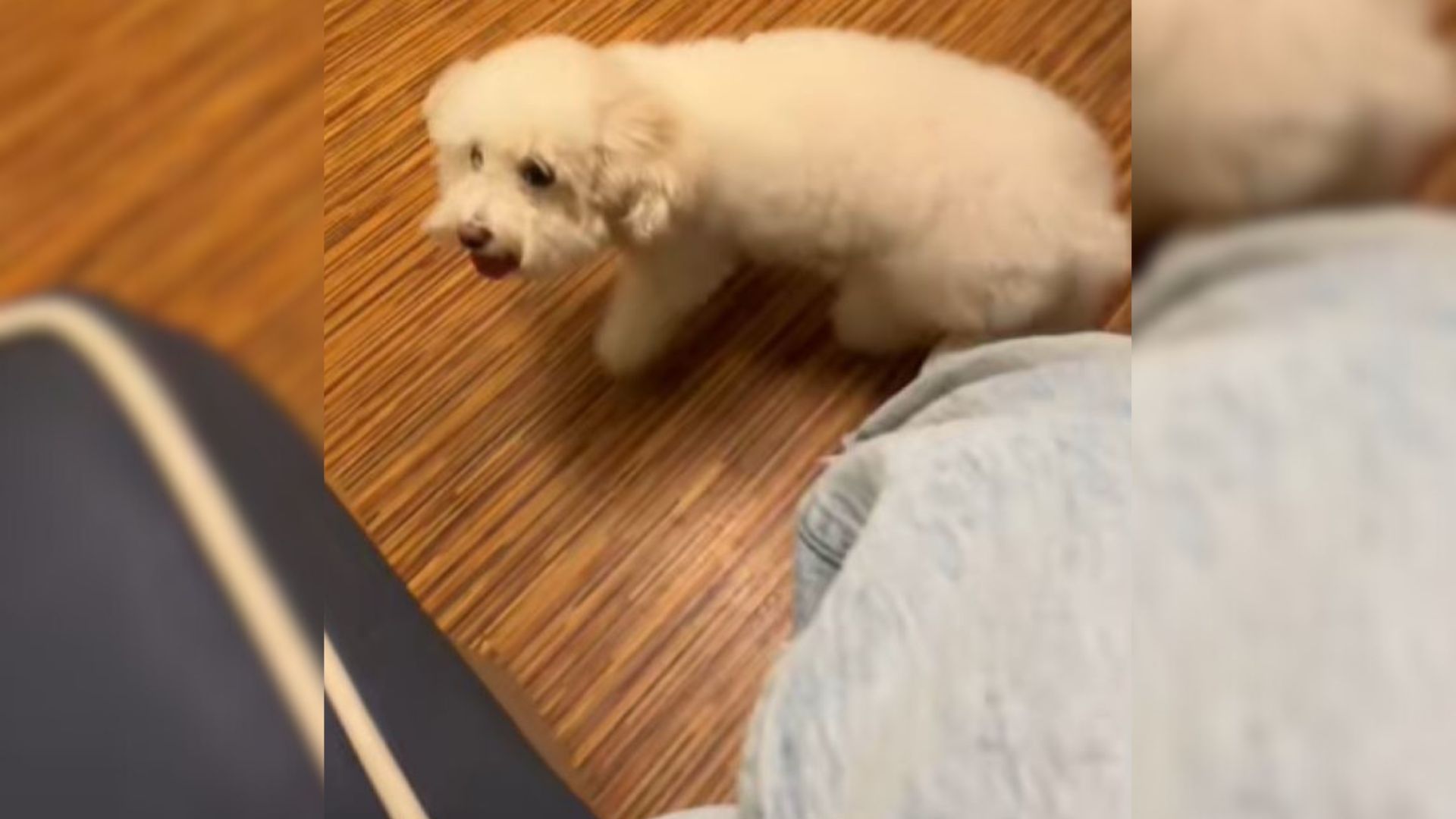 Massachusetts Woman Saw Her Dog Was Limping, So She Took Her To A Vet Only To Realize What Was ‘Wrong With Her’