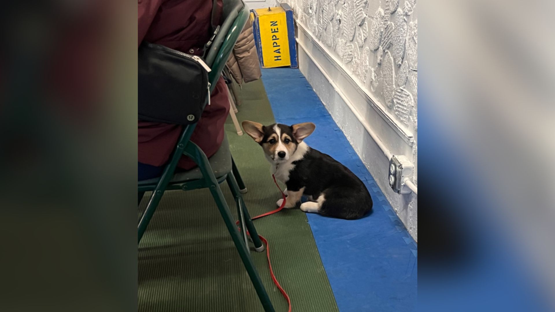 shy dog