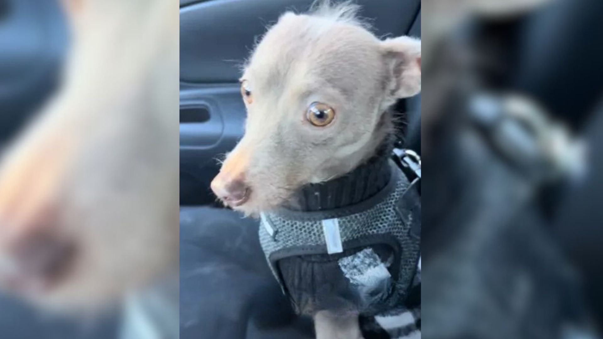 dog in car