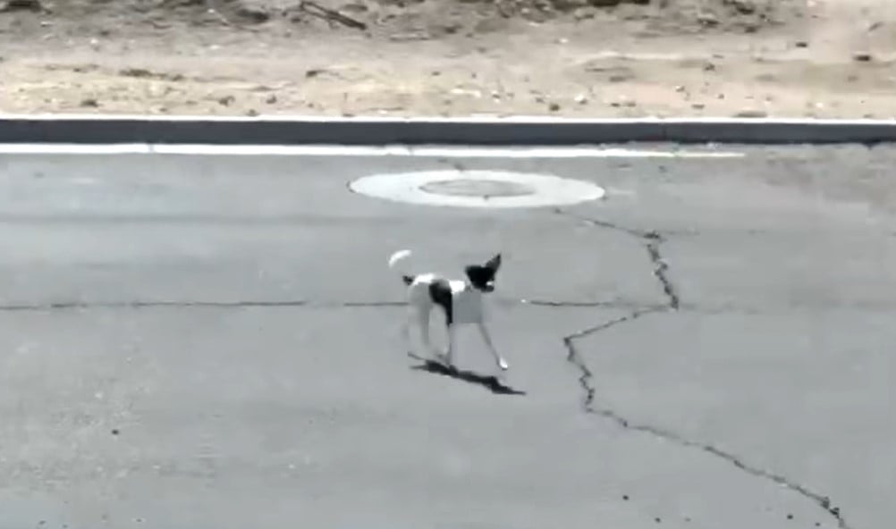 abandoned black and white dog