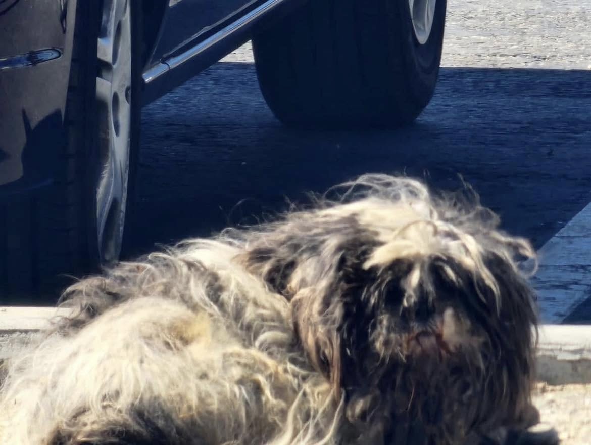 abandoned dog on parking