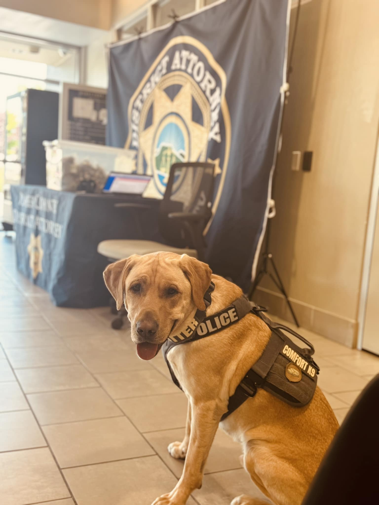 adorable K9