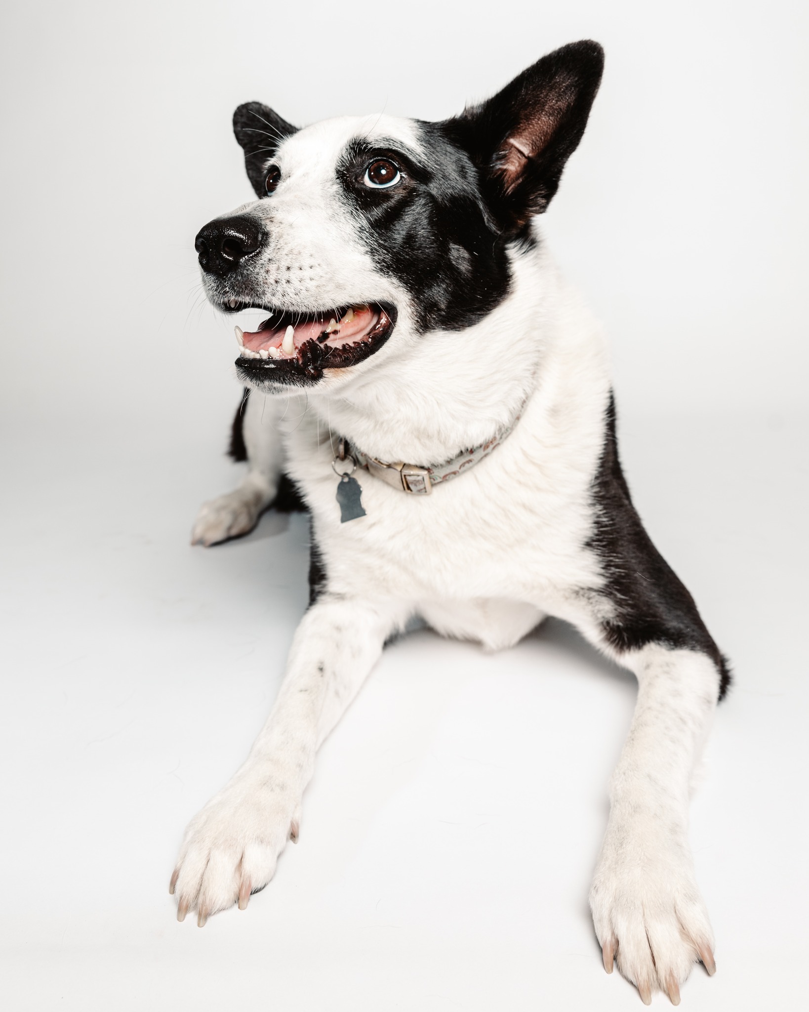black and white dog laying down