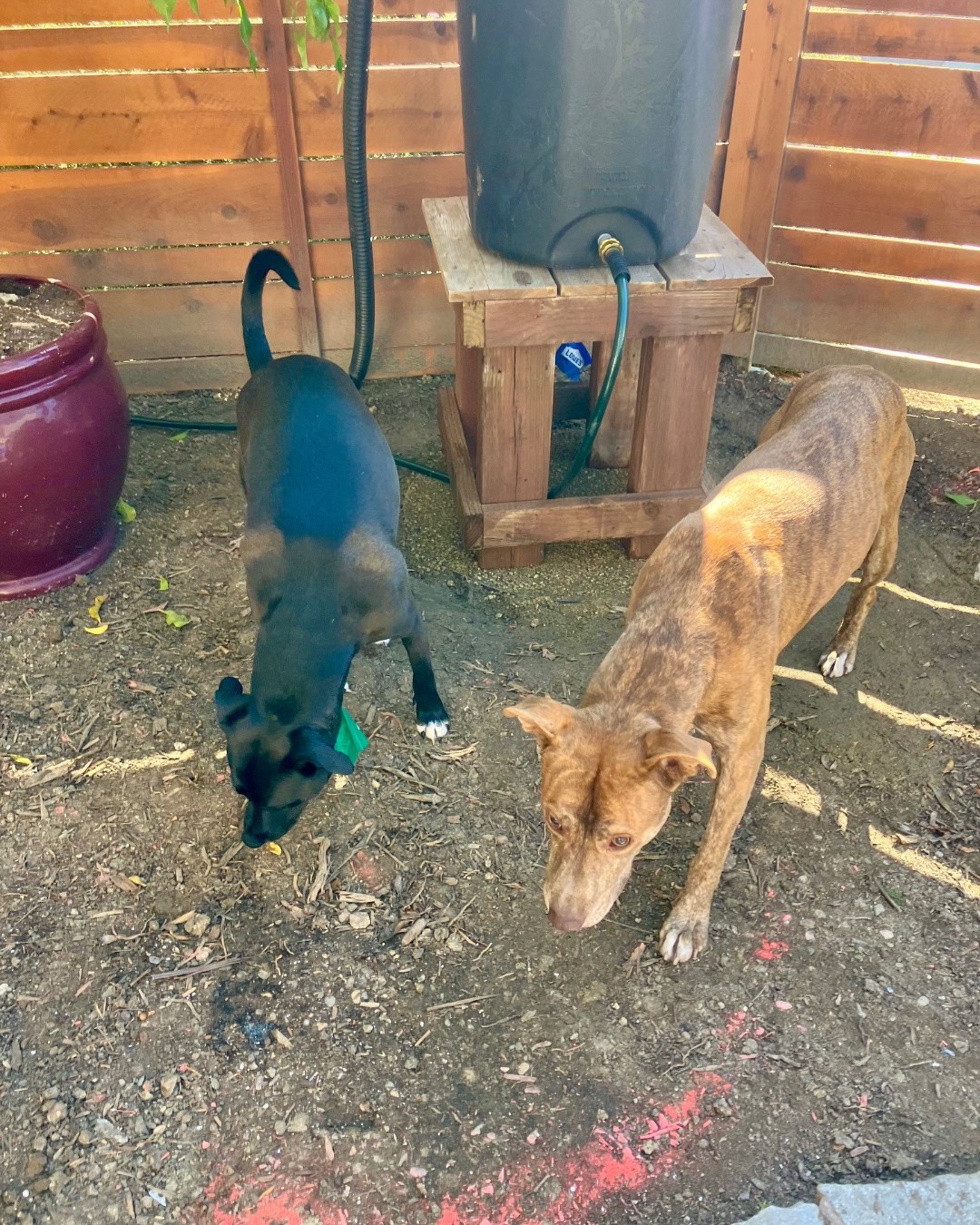 black dog and brown dog