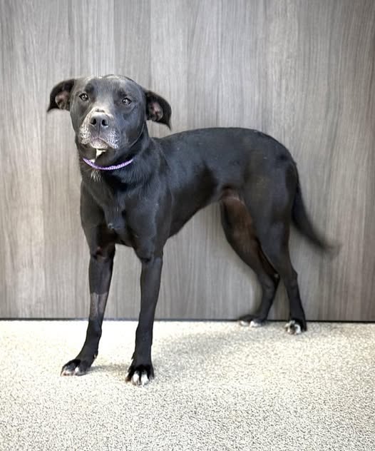 black shelter dog