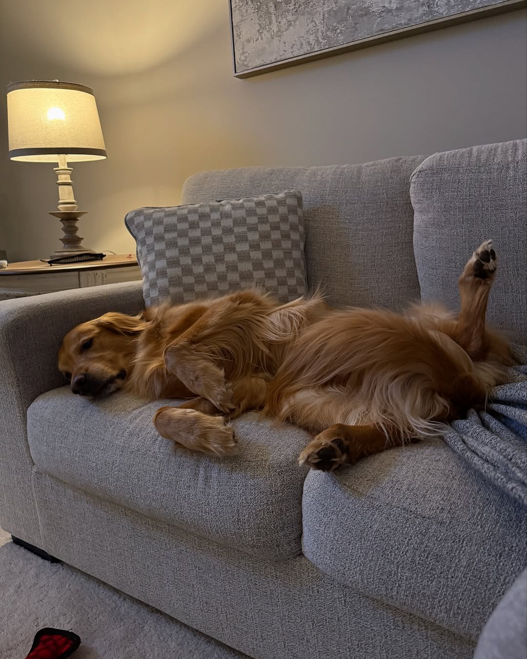brown dog laying on the couch