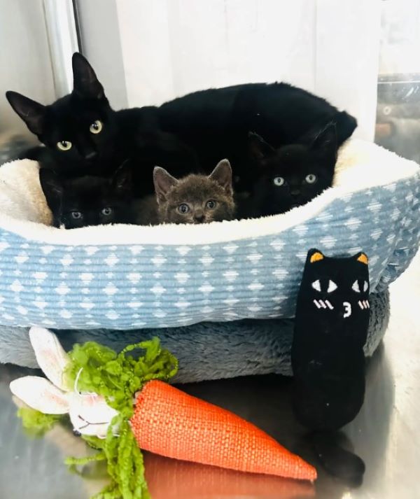 cat and kittens