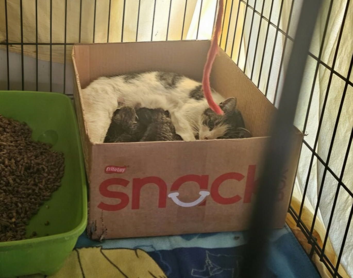 cat laying in crate