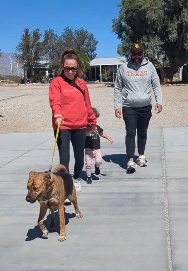 couple walking a dog
